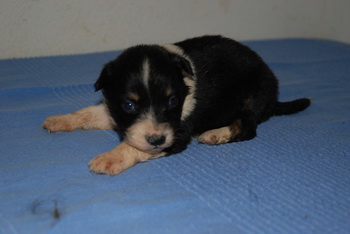 Australian Shepherd